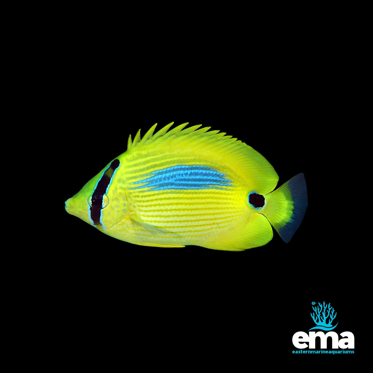 Blue Spot Butterflyfish