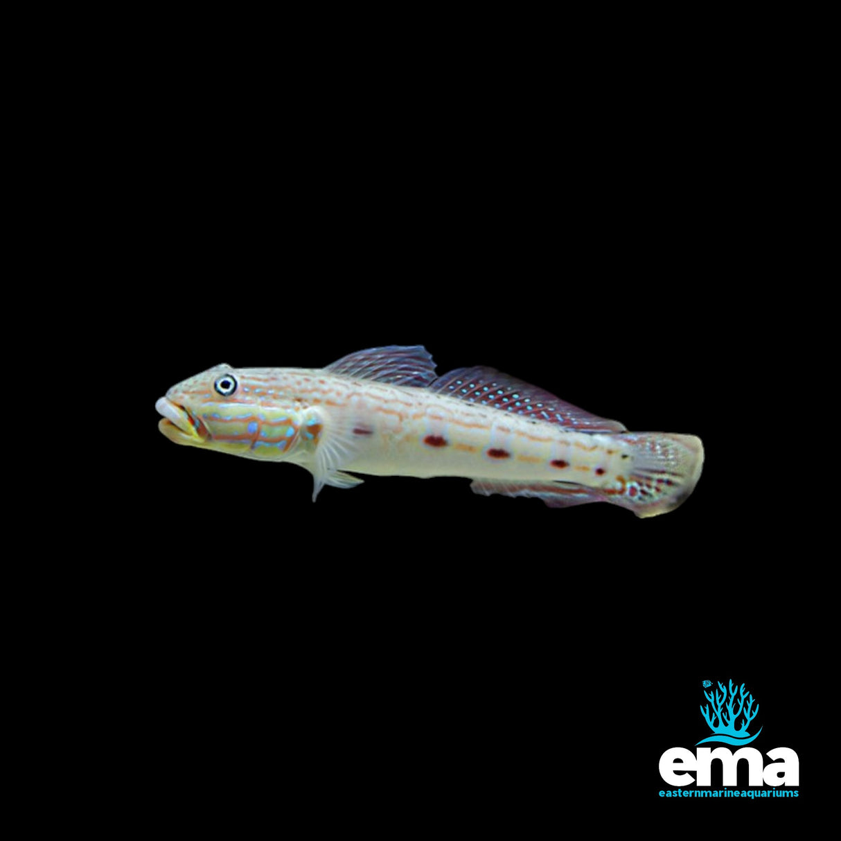 Sleeper Striped Goby