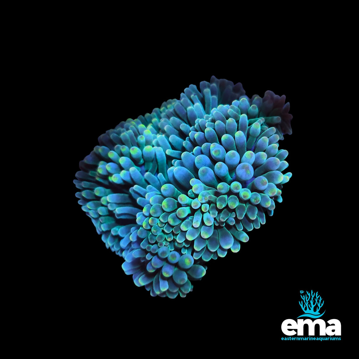 Teal Green & Orange Tipped Bubble Tip Anemone