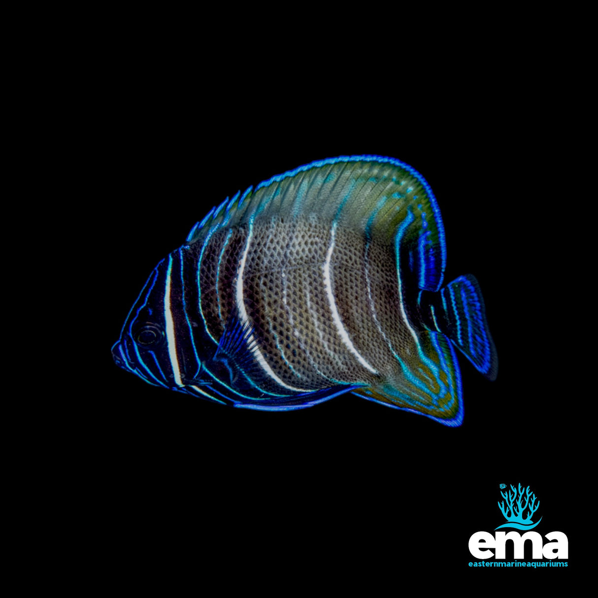 Sixbar Angelfish Juvenile