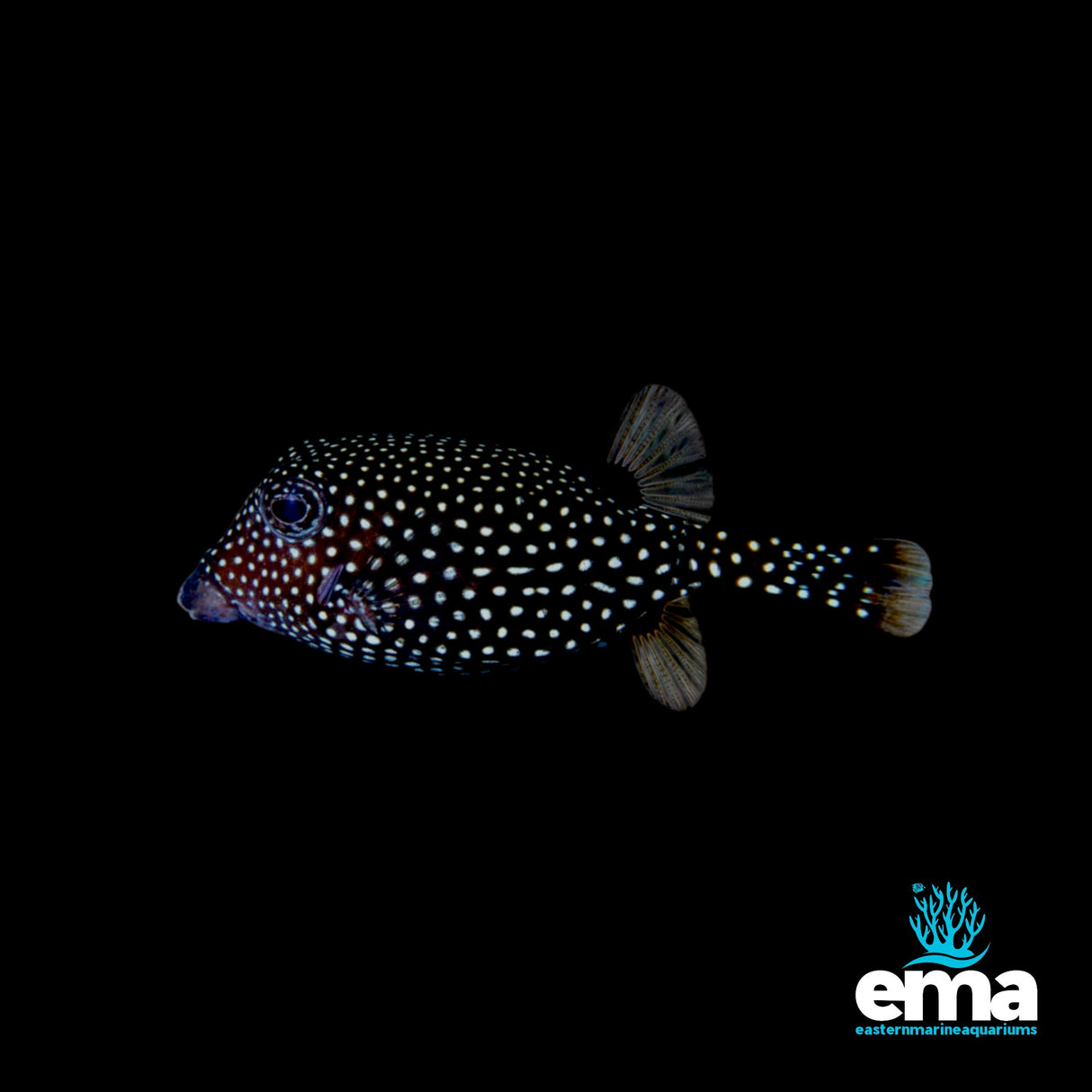Black Spotted Boxfish