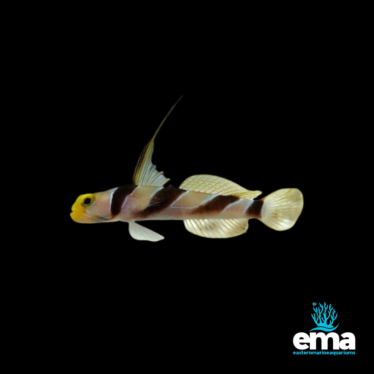 Hi Fin Red Banded Goby