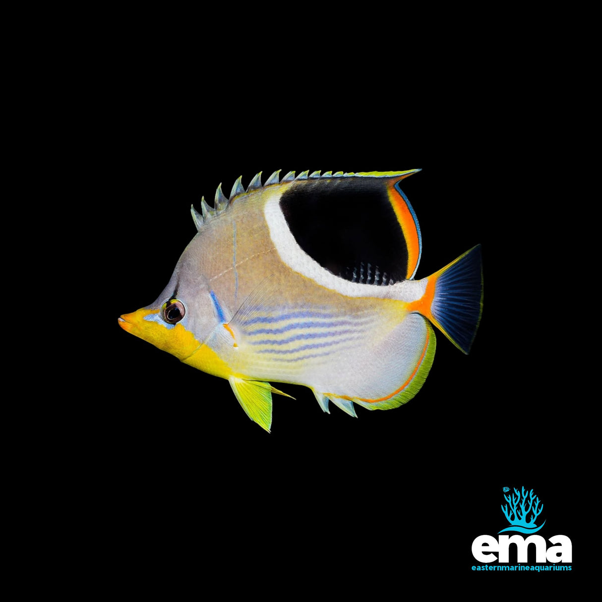 Saddleback Butterflyfish