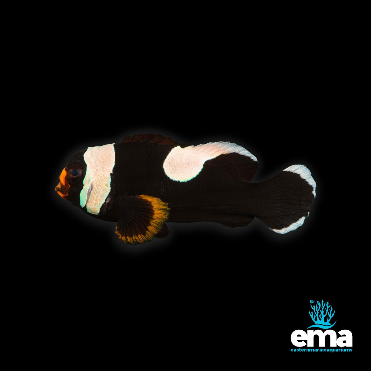 Black Saddleback Clownfish