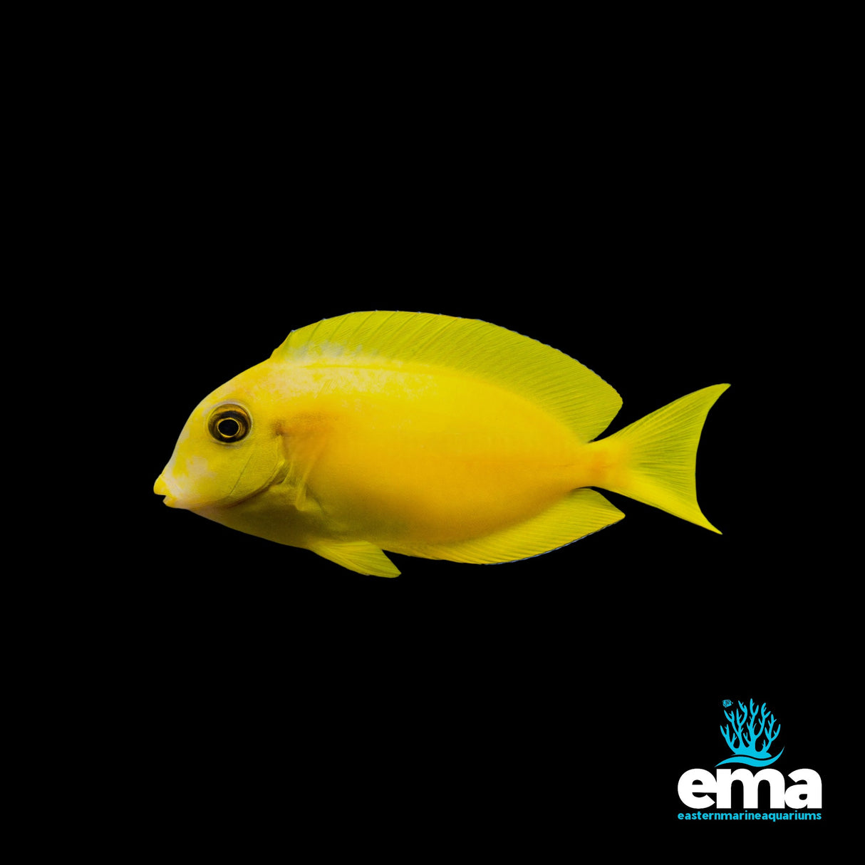 Orange Shoulder Surgeonfish