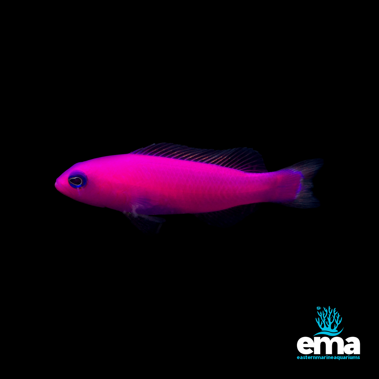 Magenta Dottyback
