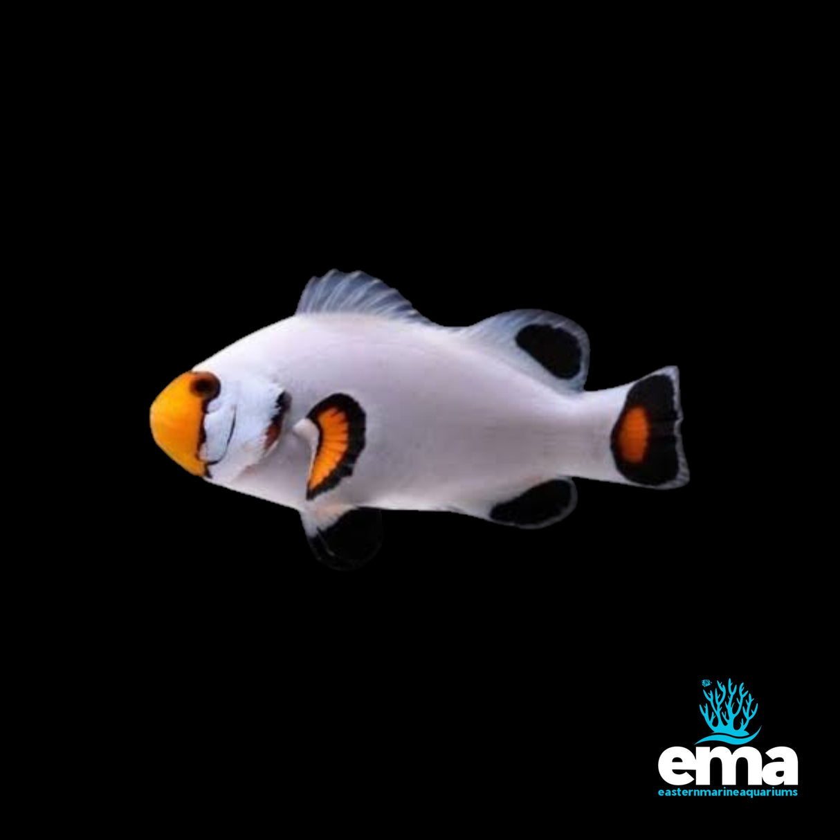 Ocellaris Platinum Clownfish