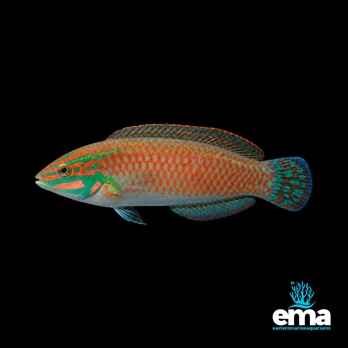 Fijian Ornate Wrasse