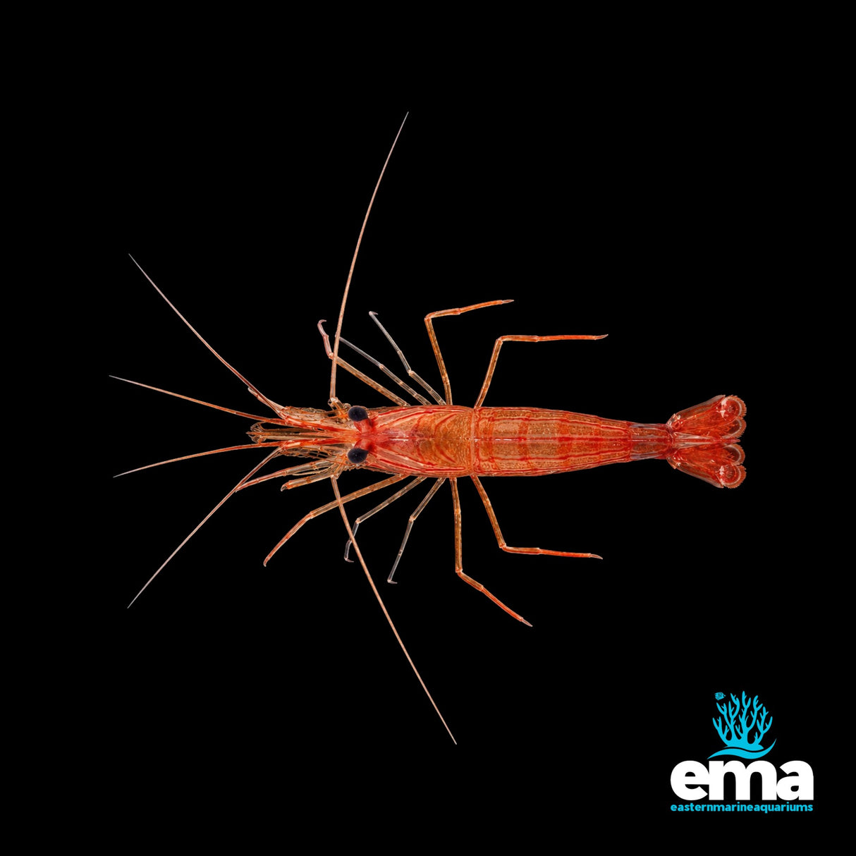 Peppermint Shrimp