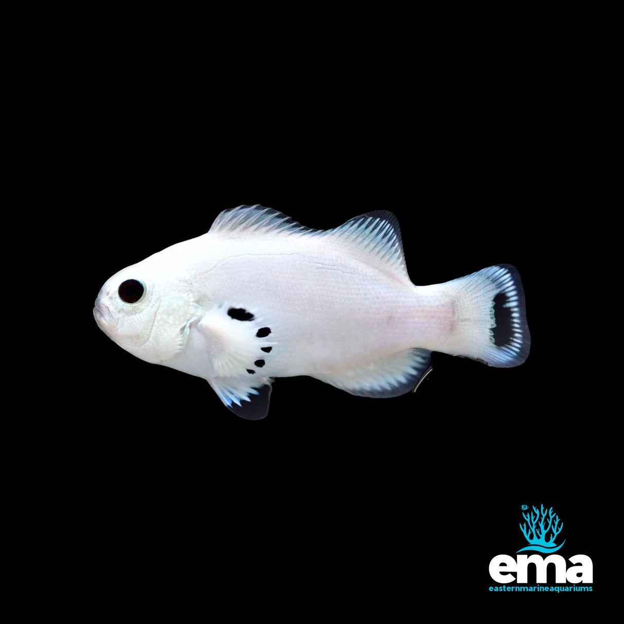 Platinum Storm Clownfish