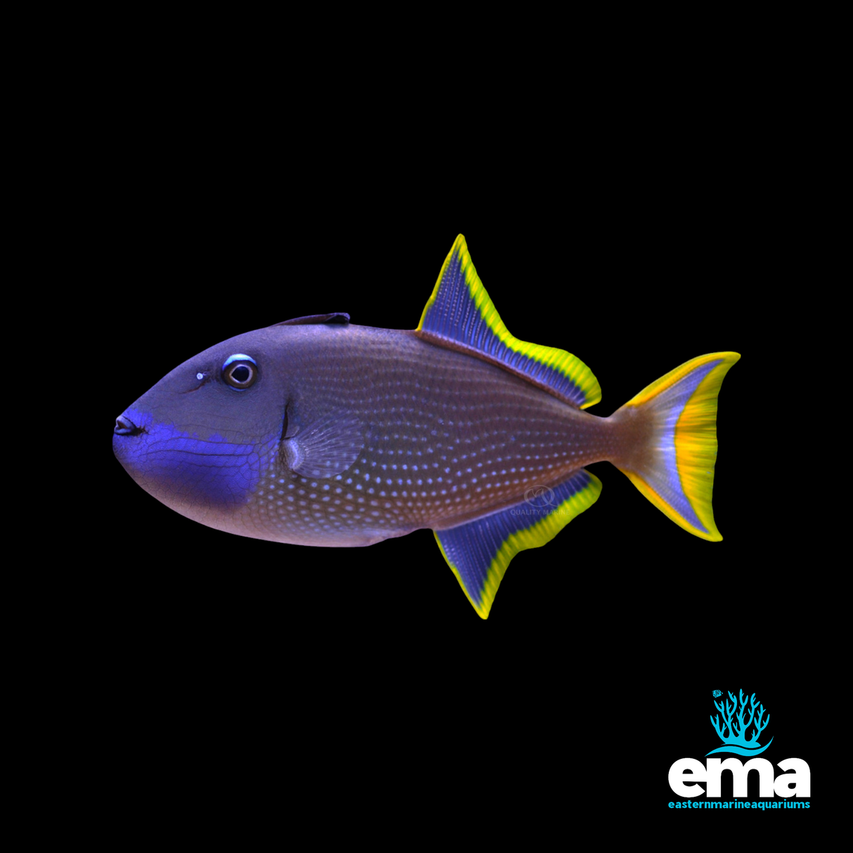 Blue Throat Triggerfish - Male