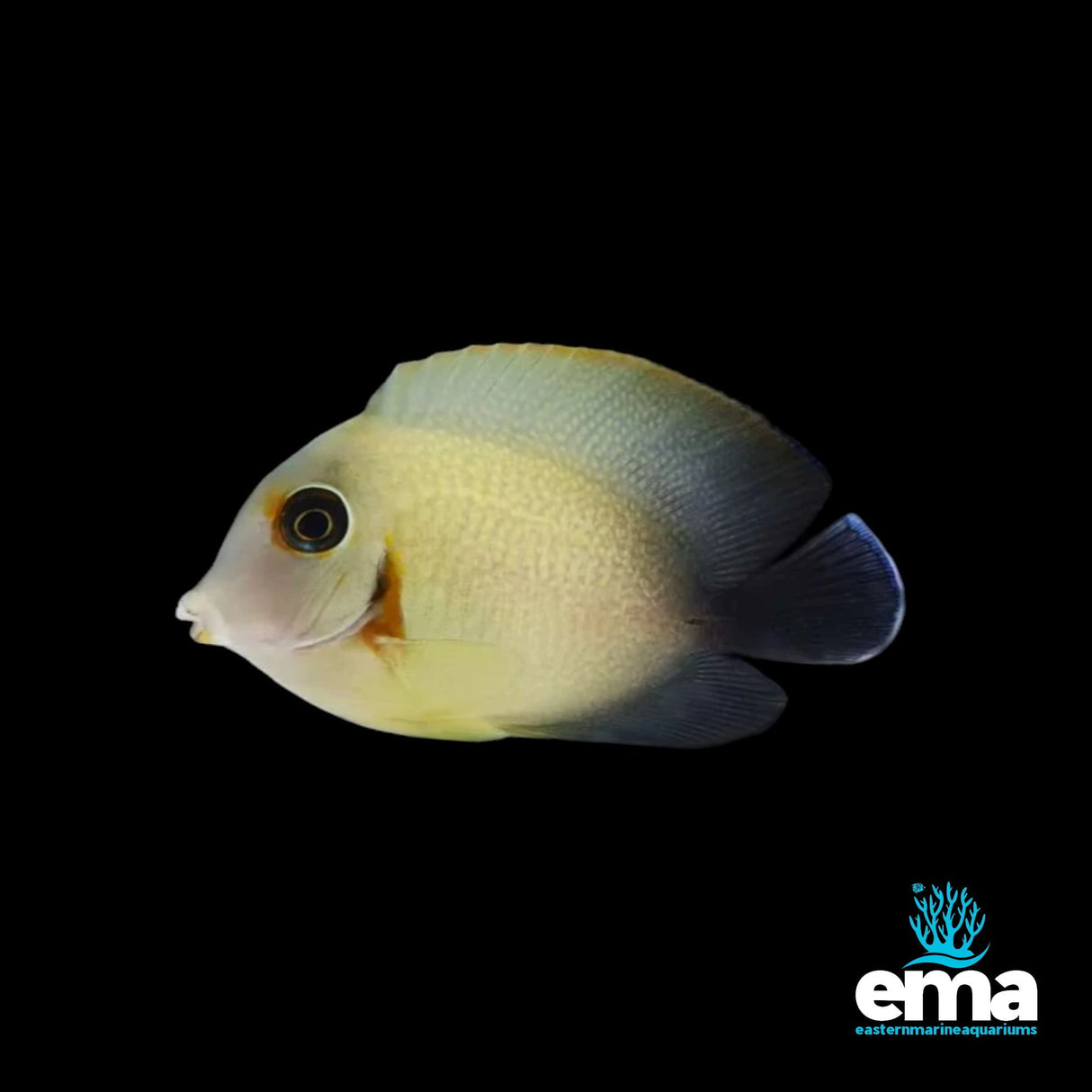 HalfBlack Mimic Tang (Juv)