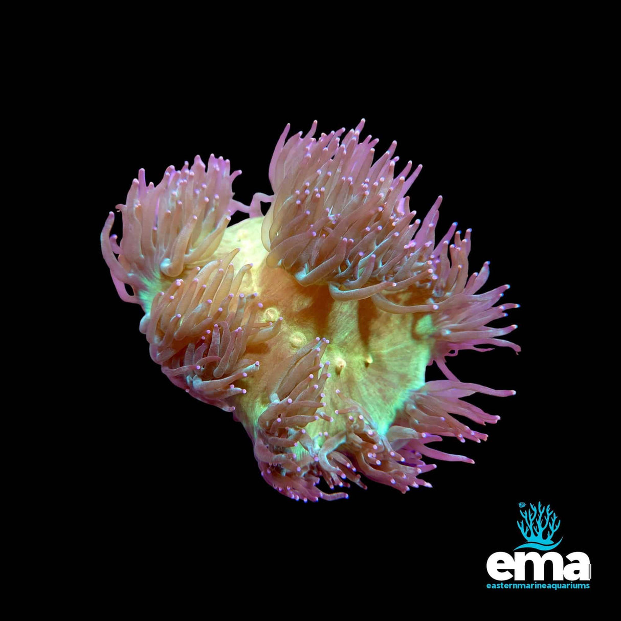 Purple Tipped Elegance