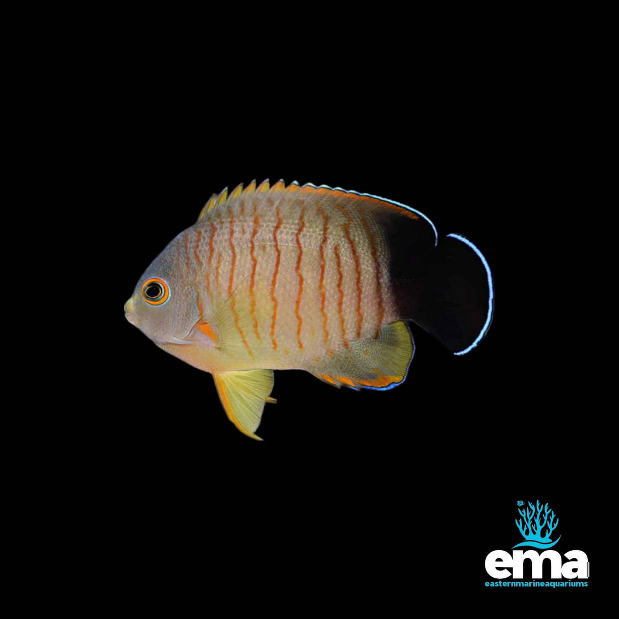 Eibli's Angelfish