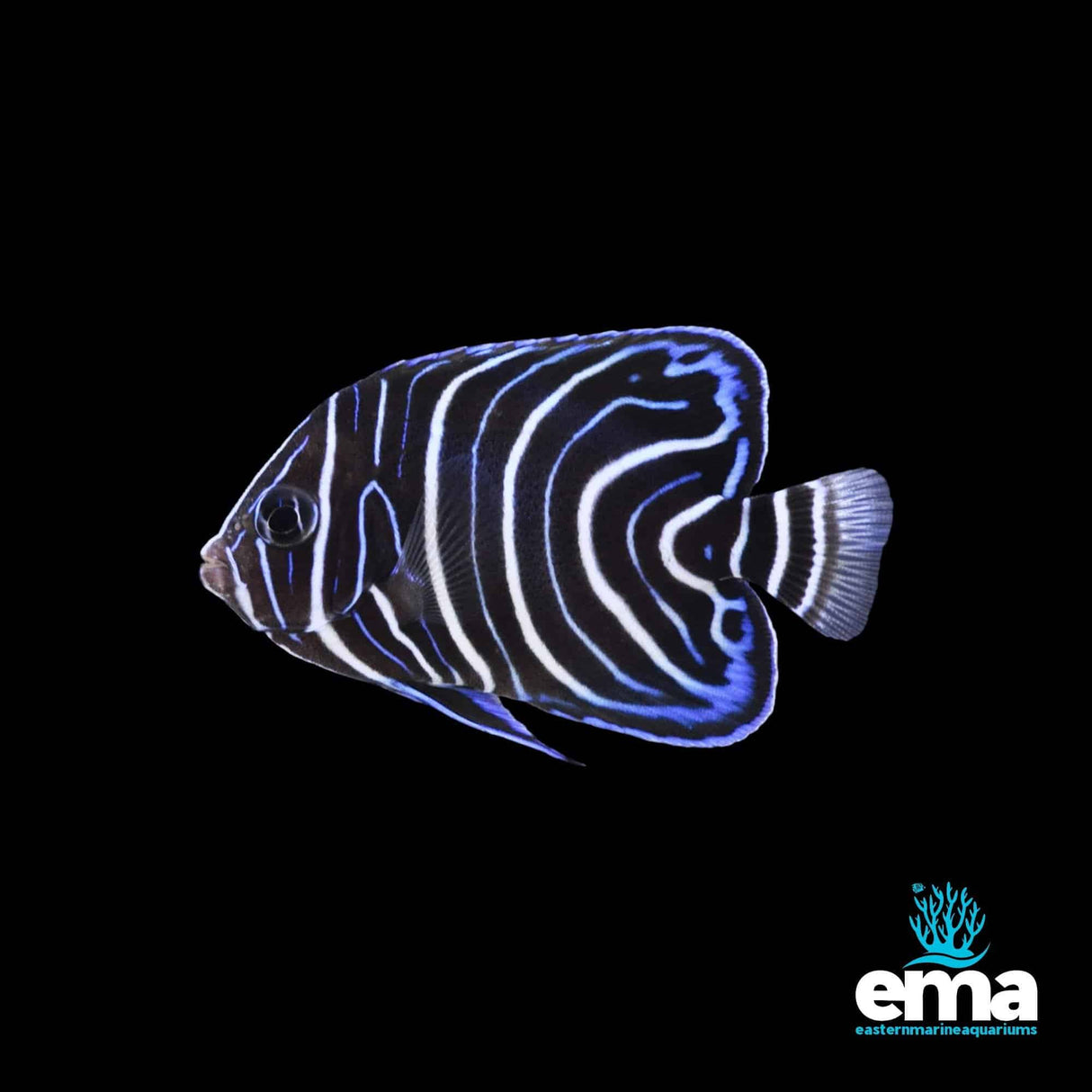 Juvenile Koran Angelfish