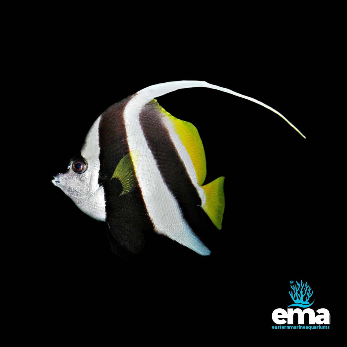 Schooling Bannerfish