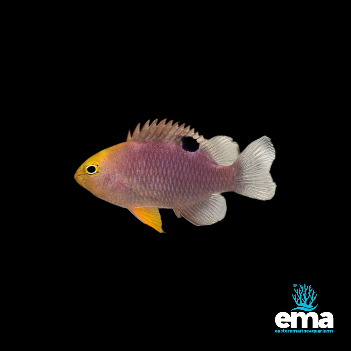 Talbot's Damselfish 5 Pack