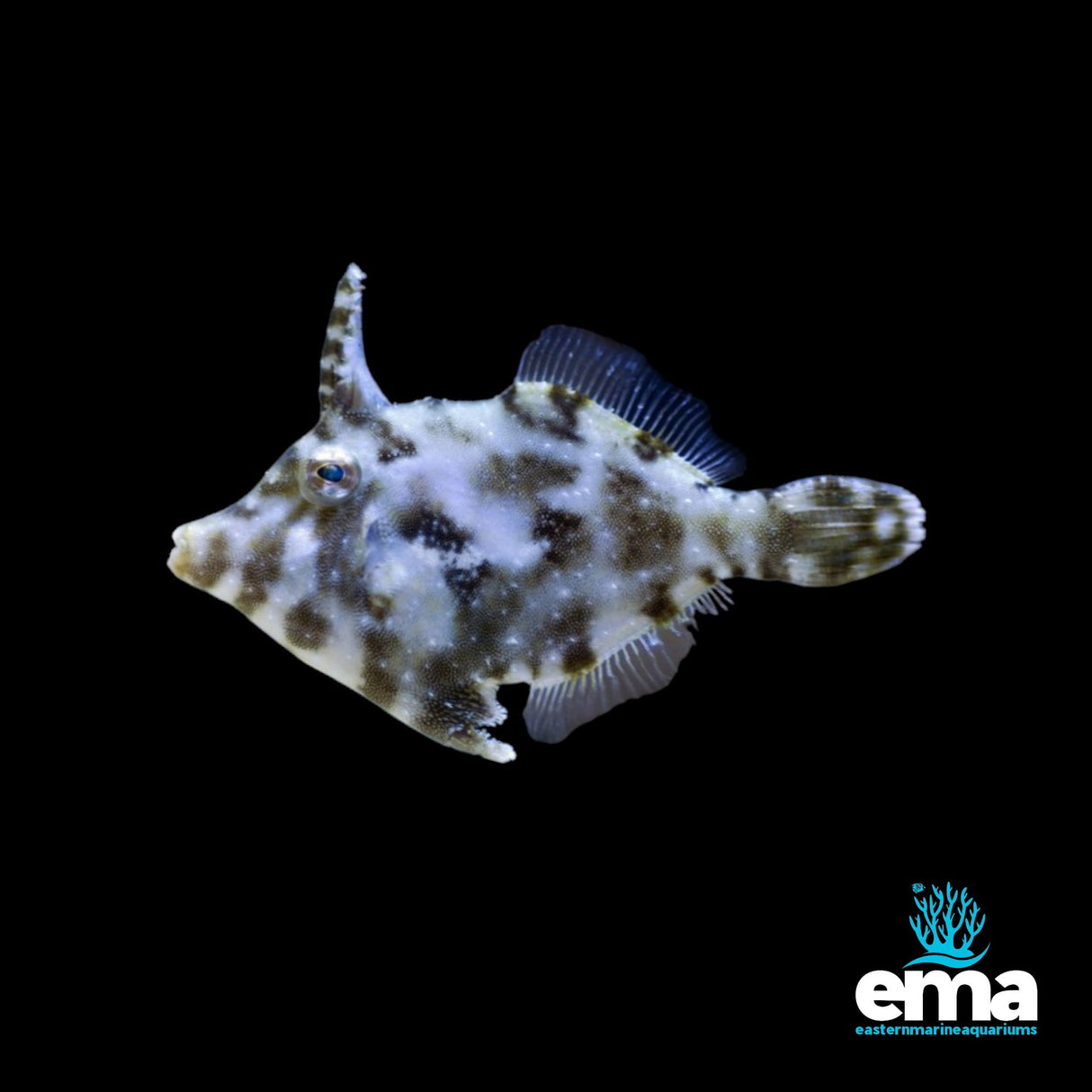 Matted Filefish