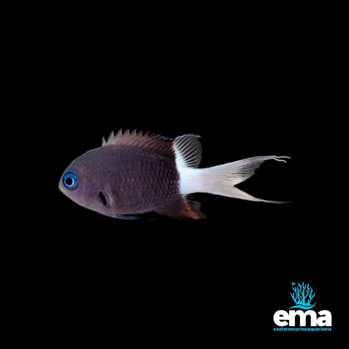 Black & White Chromis