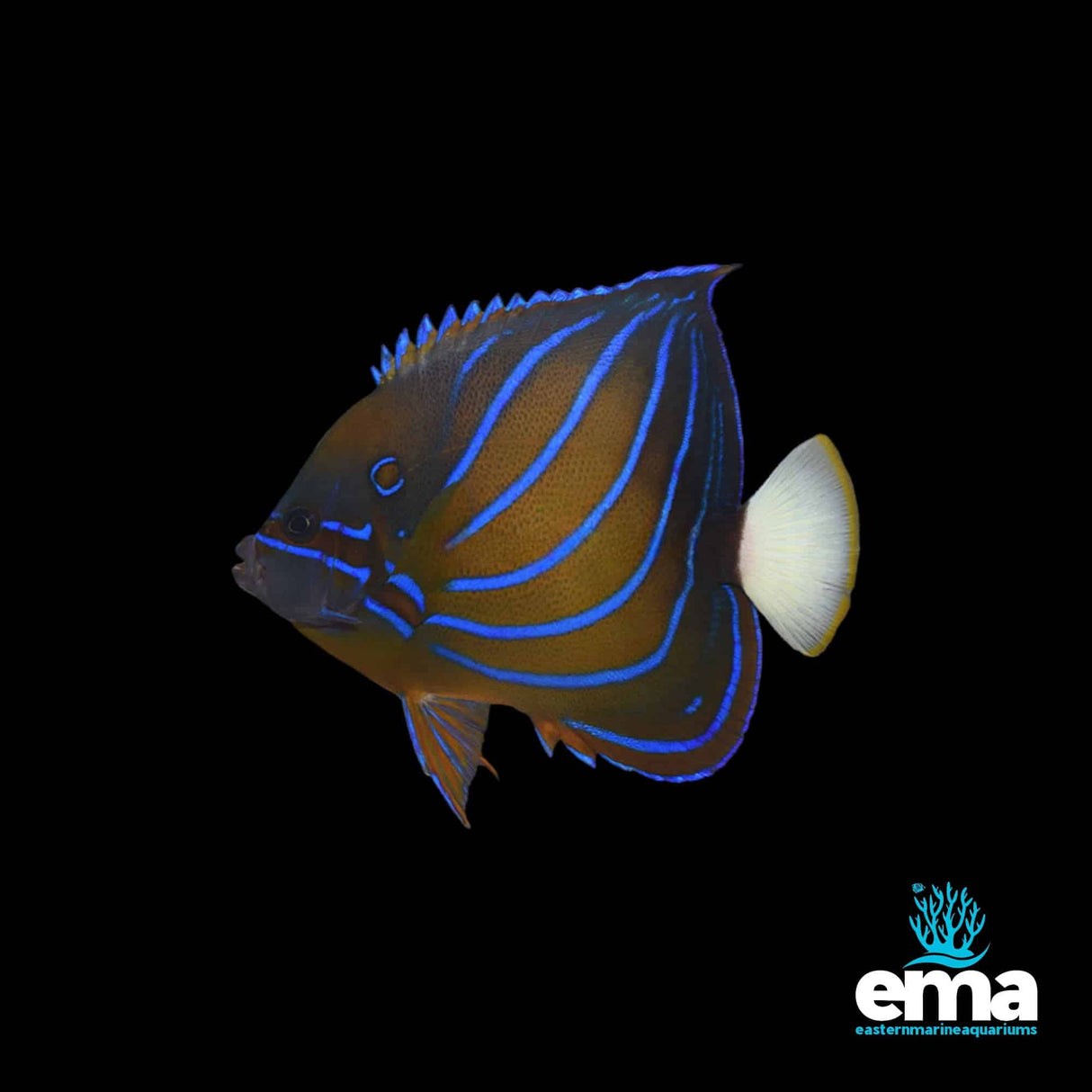 Juvenile Annularis Angelfish