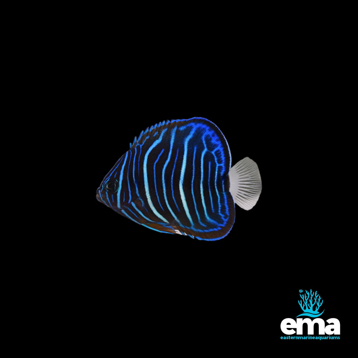 Juvenile Annularis Angelfish