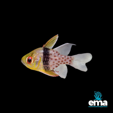 The Pajama Cardinalfish from EasternMarine Aquariums features vibrant red eyes, a yellow face, and black bands on its body. Ideal for saltwater aquariums, it boasts translucent fins with spotted patterns. The ema logo is positioned at the bottom right corner.
