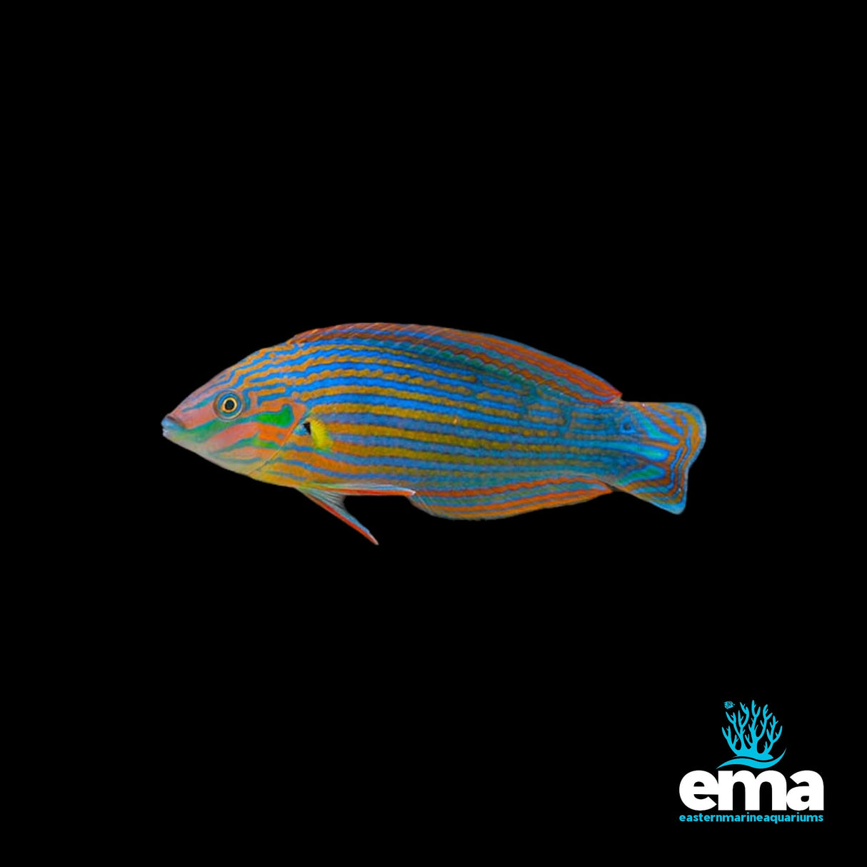A vivid aquarium scene showcases colorful fish with blue and orange stripes on a black background. The EasternMarine Aquariums coral logo subtly adorns the corner, evoking the natural habitat of the Melanurus Wrasse.