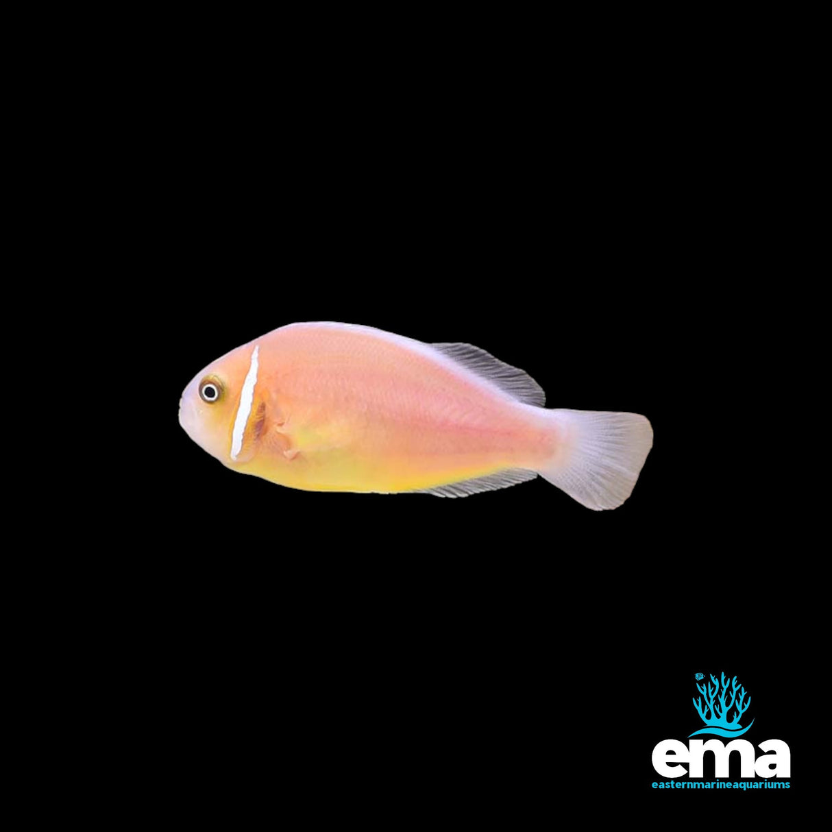 Pink Skunk Clownfish