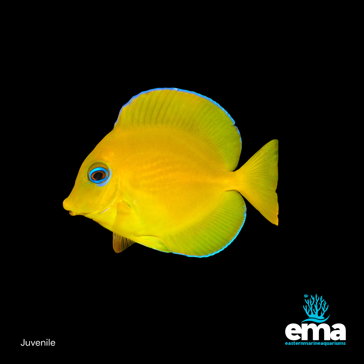 Blue Caribbean Tang Juvenile