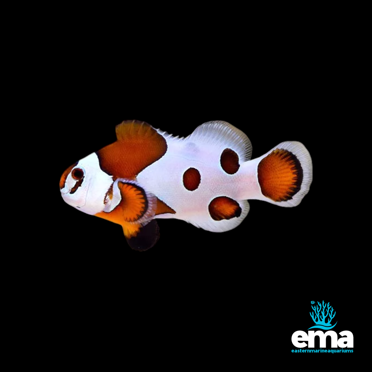 Storm Mocha Clownfish