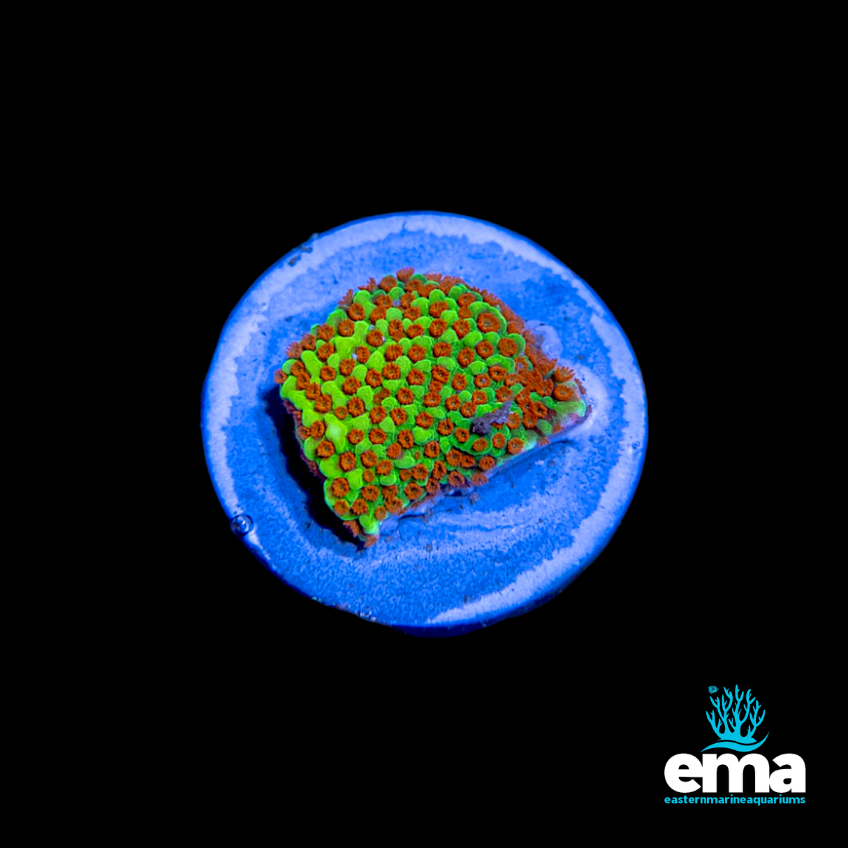 Chili Pepper Montipora