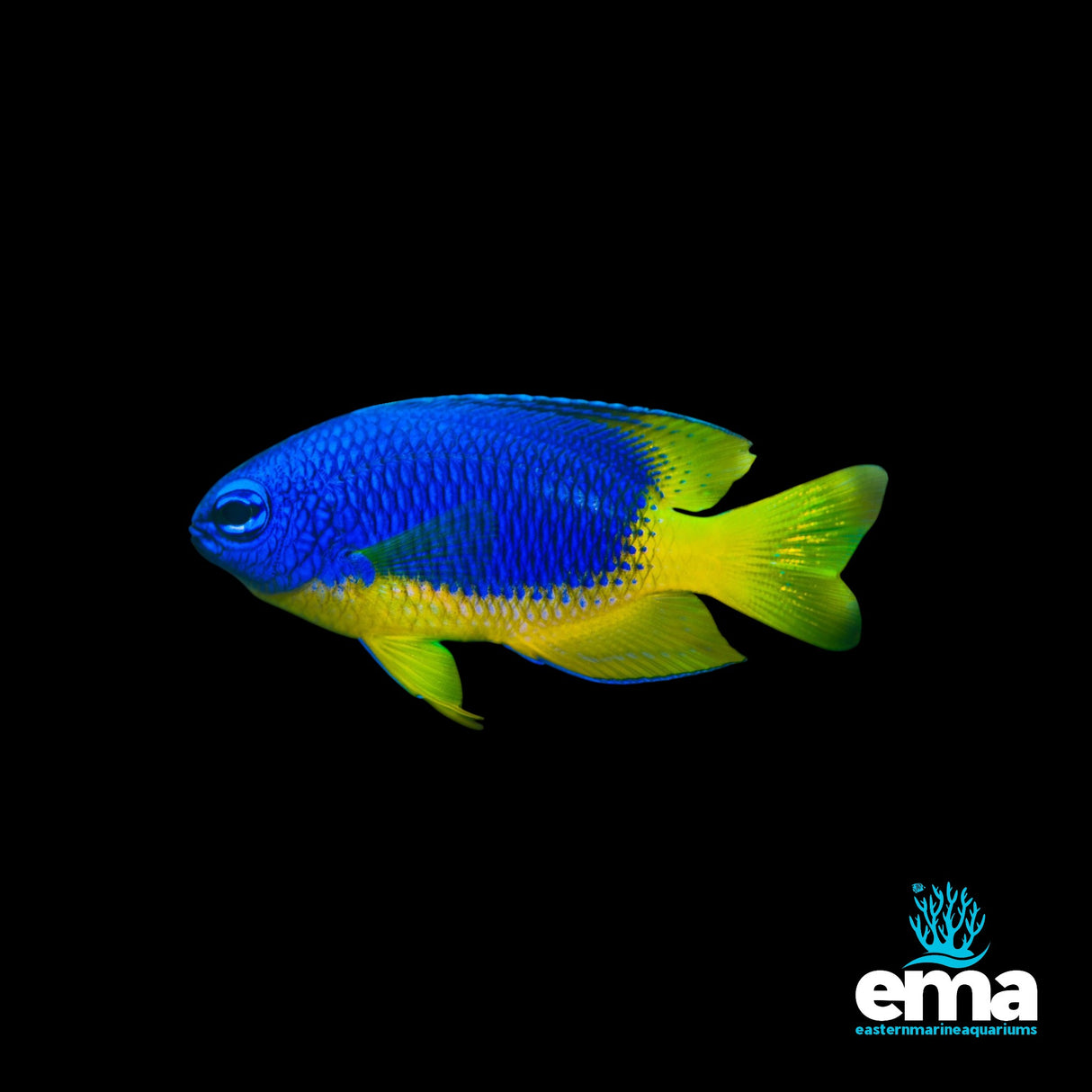 Goldbelly Damselfish