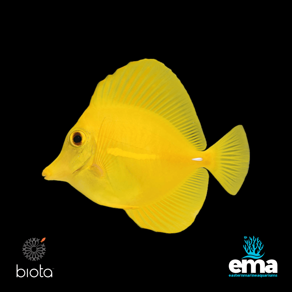 Biota Captive Bred Yellow Tang
