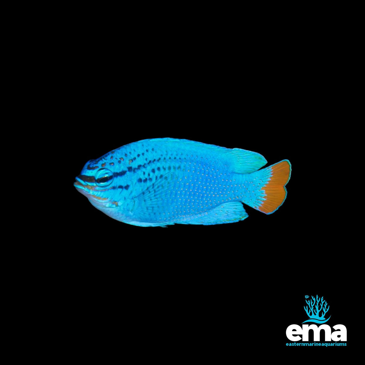 Blue Damselfish