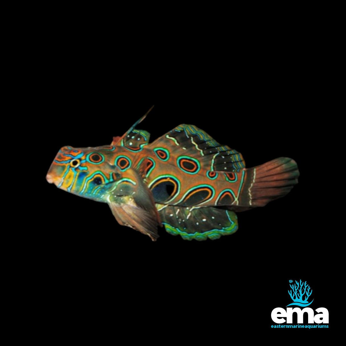 Psychedelic Mandarin