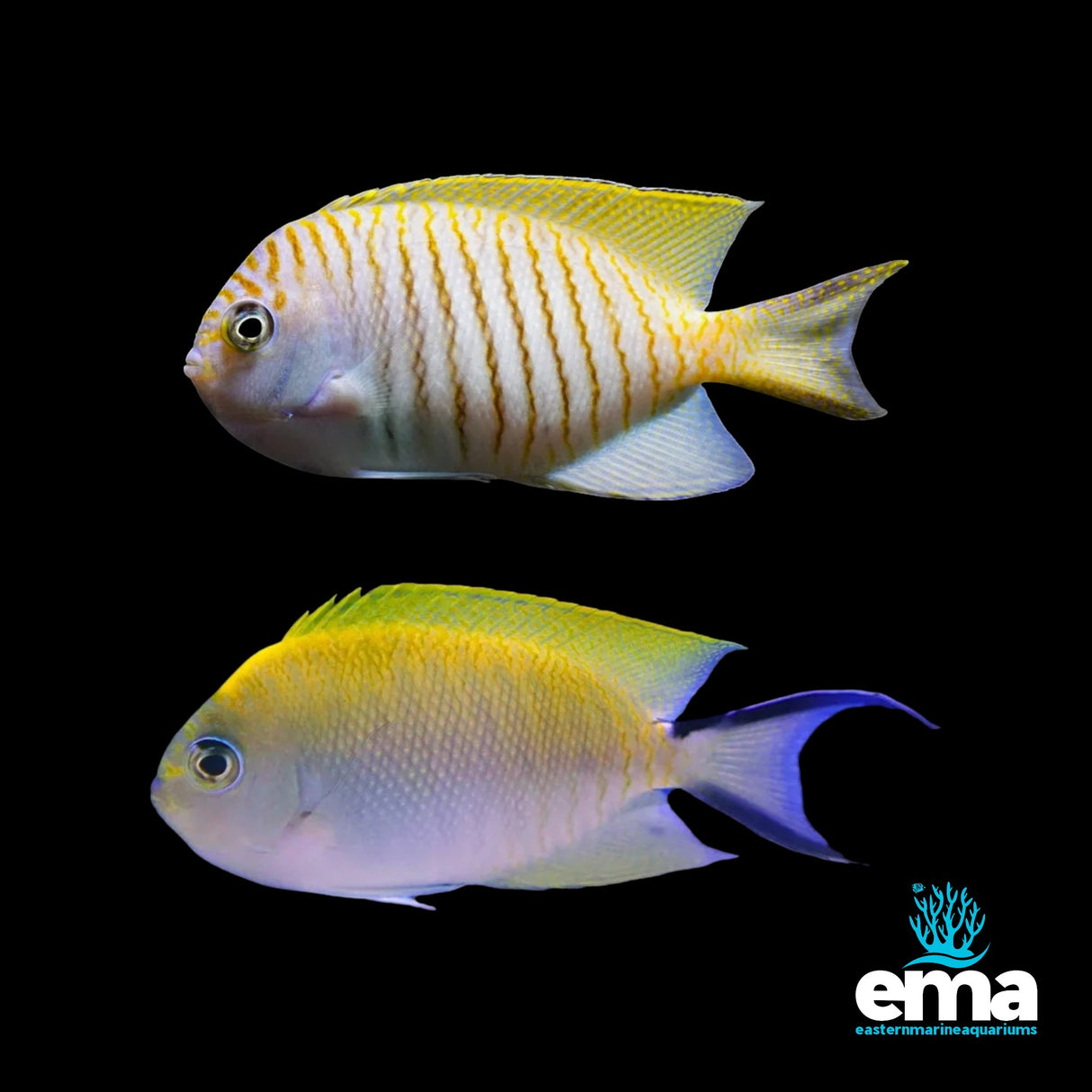 Japanese Swallowtail Angelfish Pair