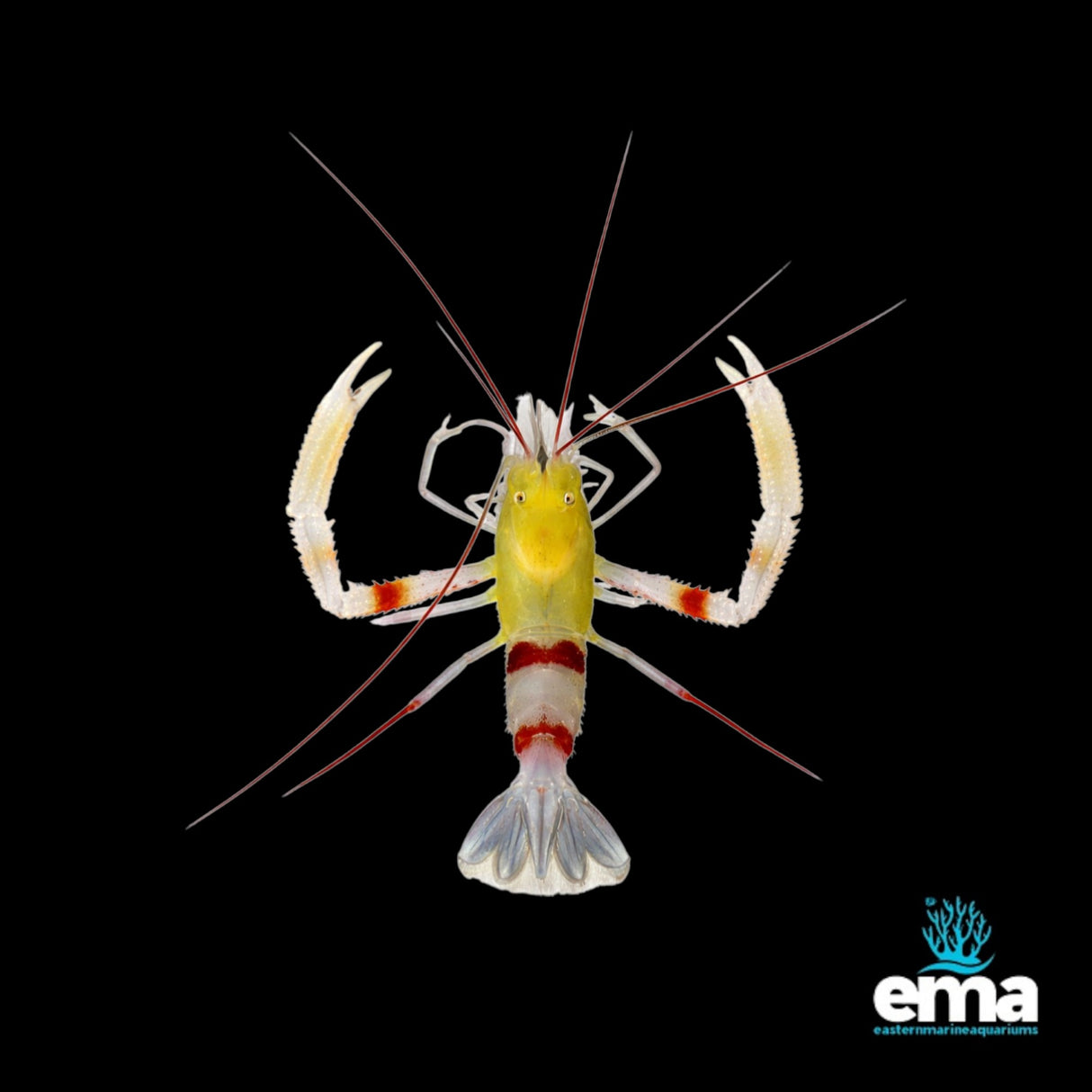 Yellow Banded Shrimp | EasternMarine Aquariums