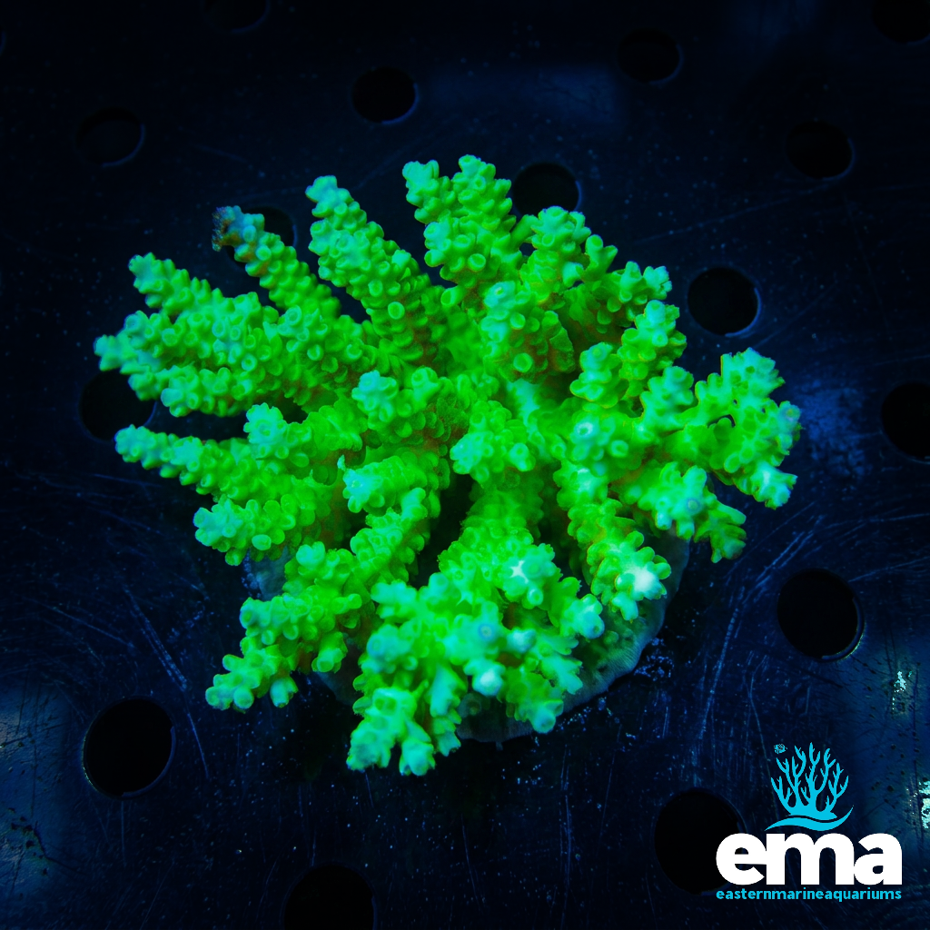 Green Acropora Coral