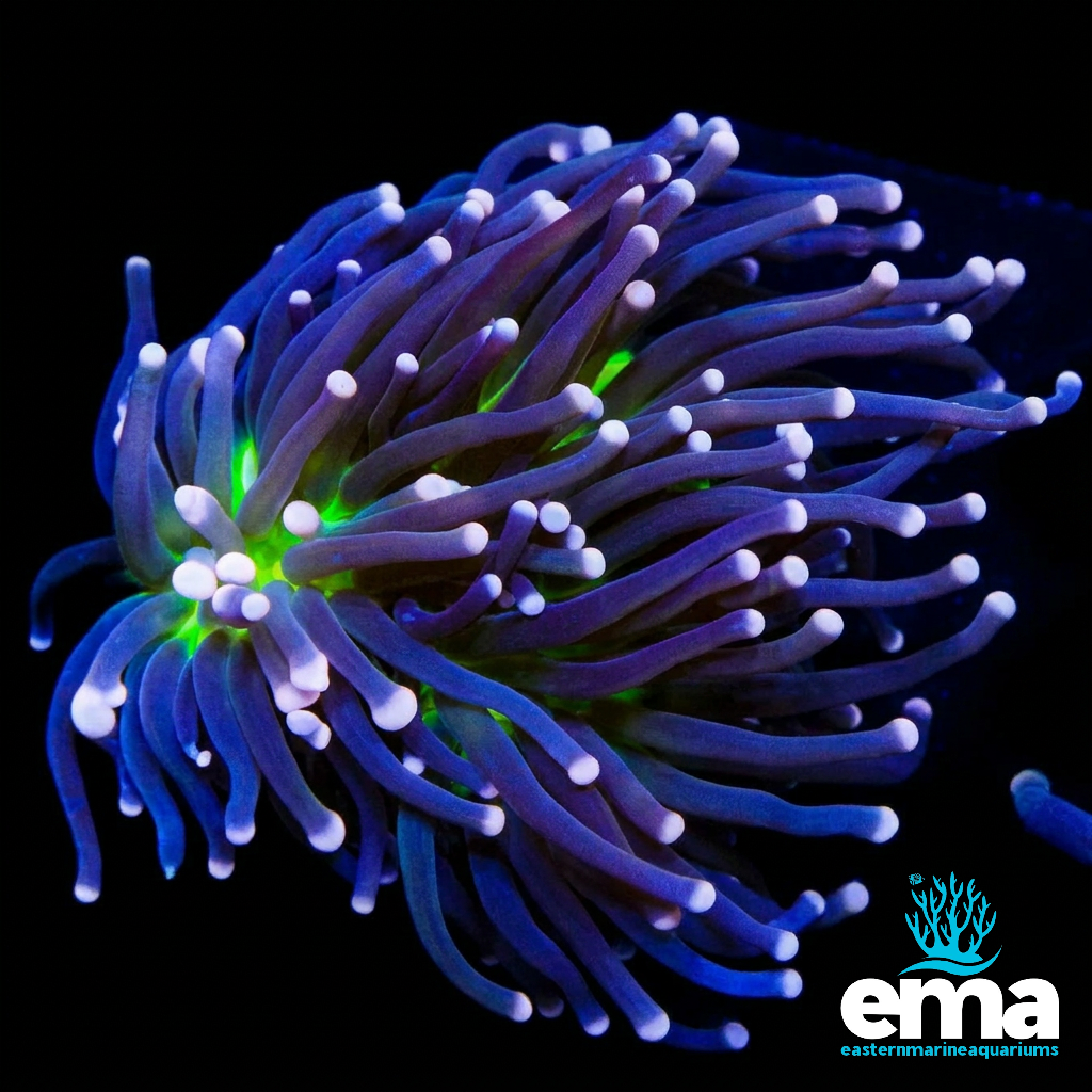 Miami Hurricane Torch Coral