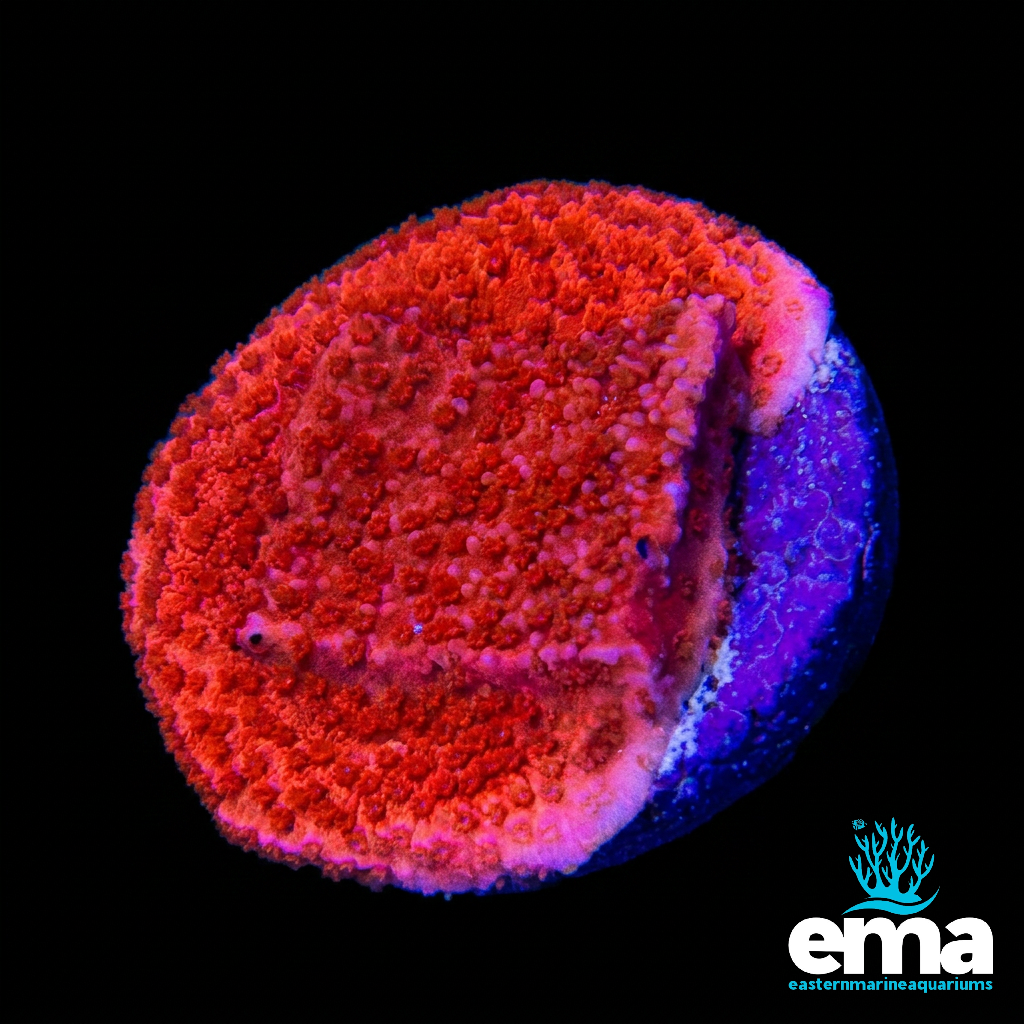 Red Montipora