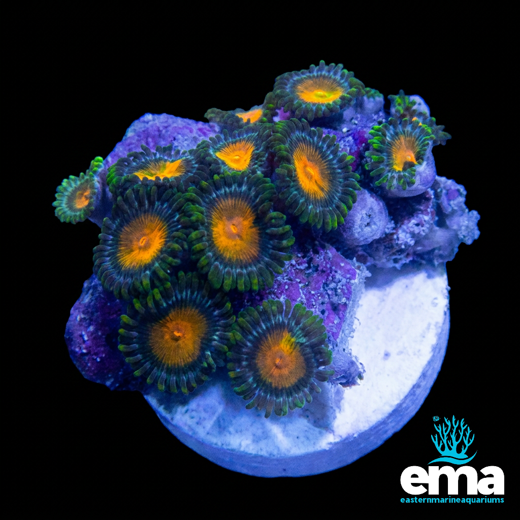 Zoanthid Fragment