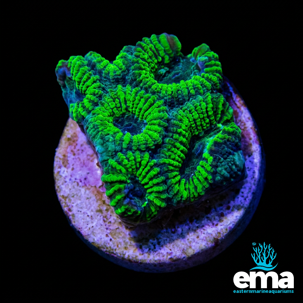 Toxic Favia Fragment