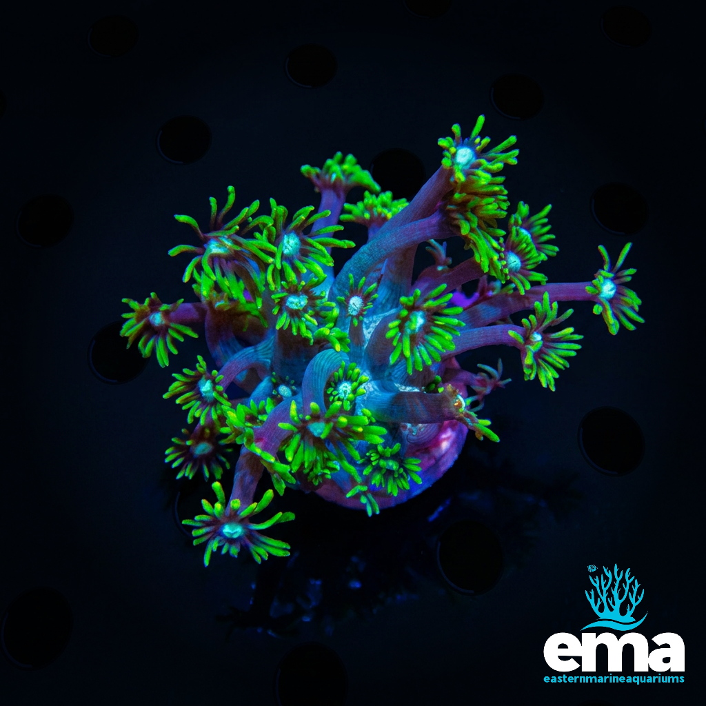 Toxic Green Flowerpot Coral