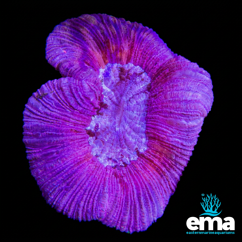 WYSIWYG Purple Trachyphyllia