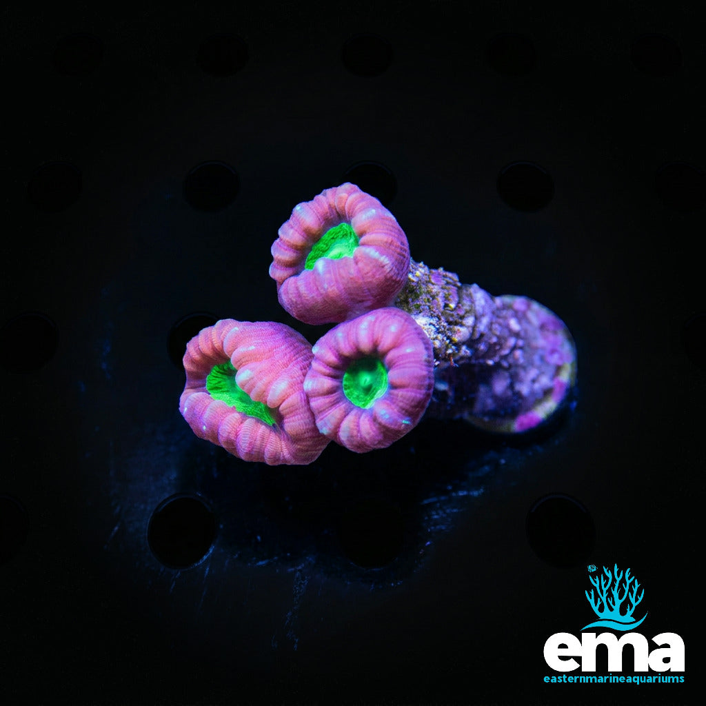 Candy Cane Coral