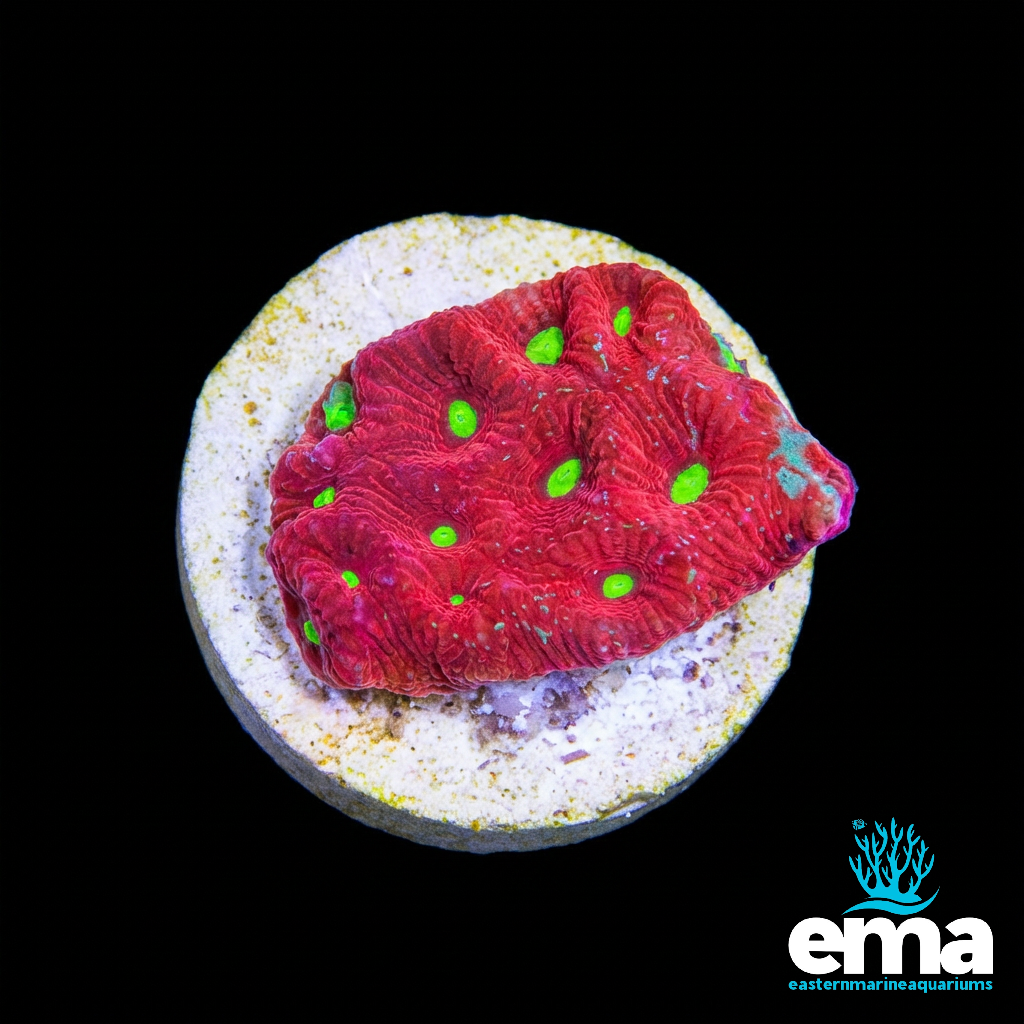 Red and Green War Coral Frag | EasternMarine Aquariums
