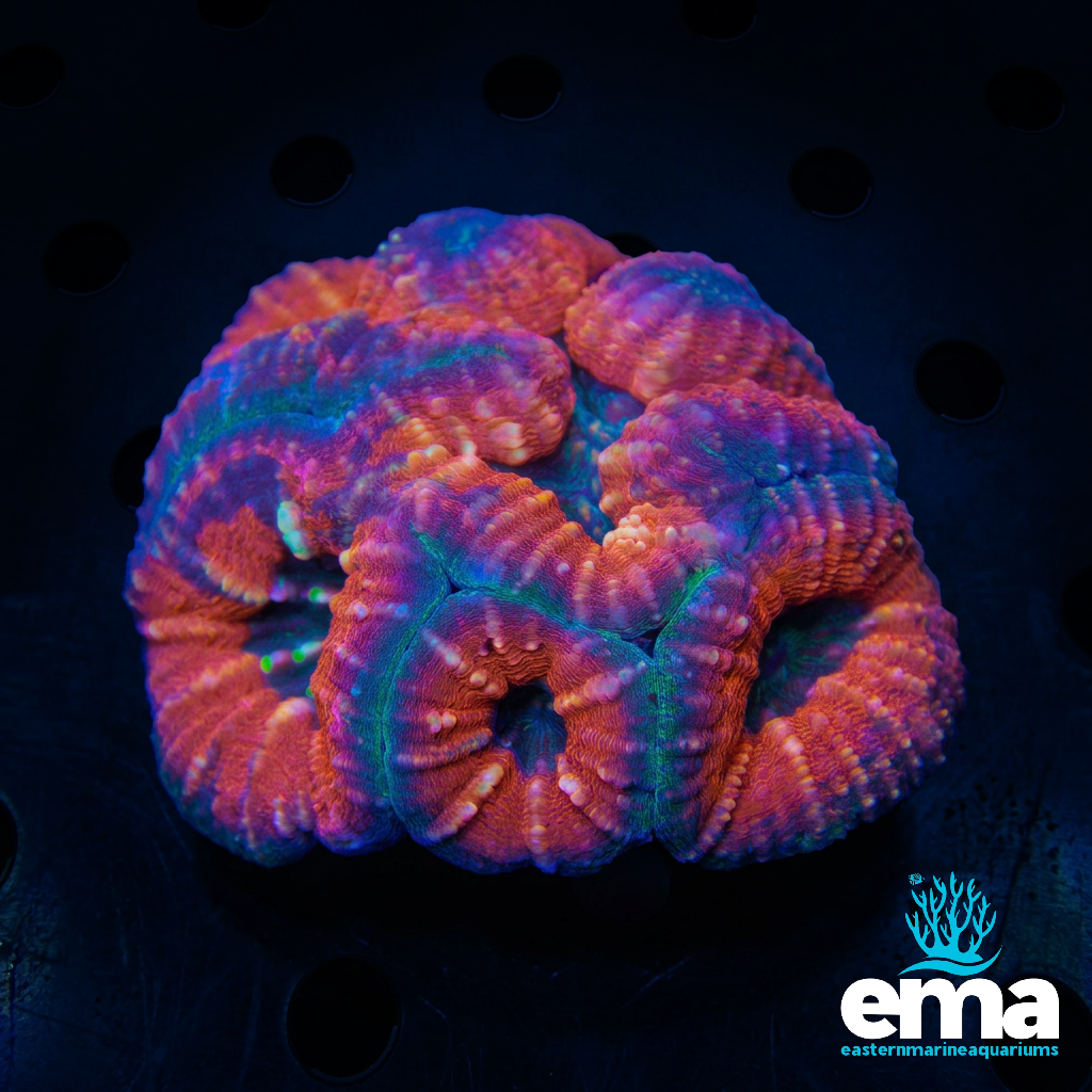 Orange Lobophyllia