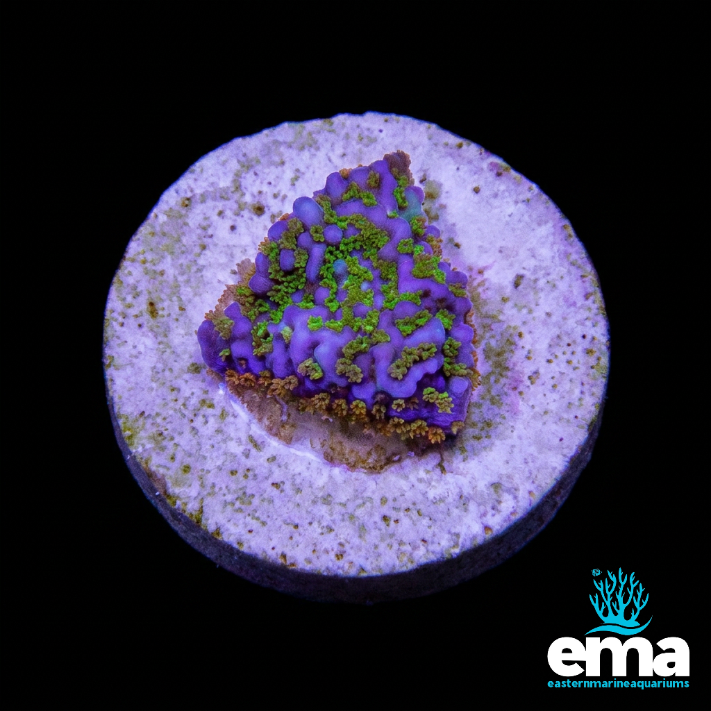 Purple & Green/Orange polyp Montipora