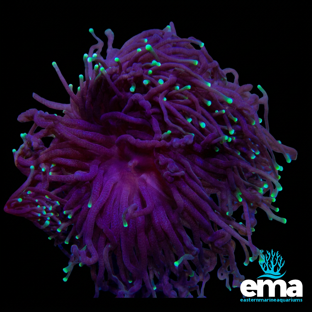 Long Tentacle Purple Torch Coral