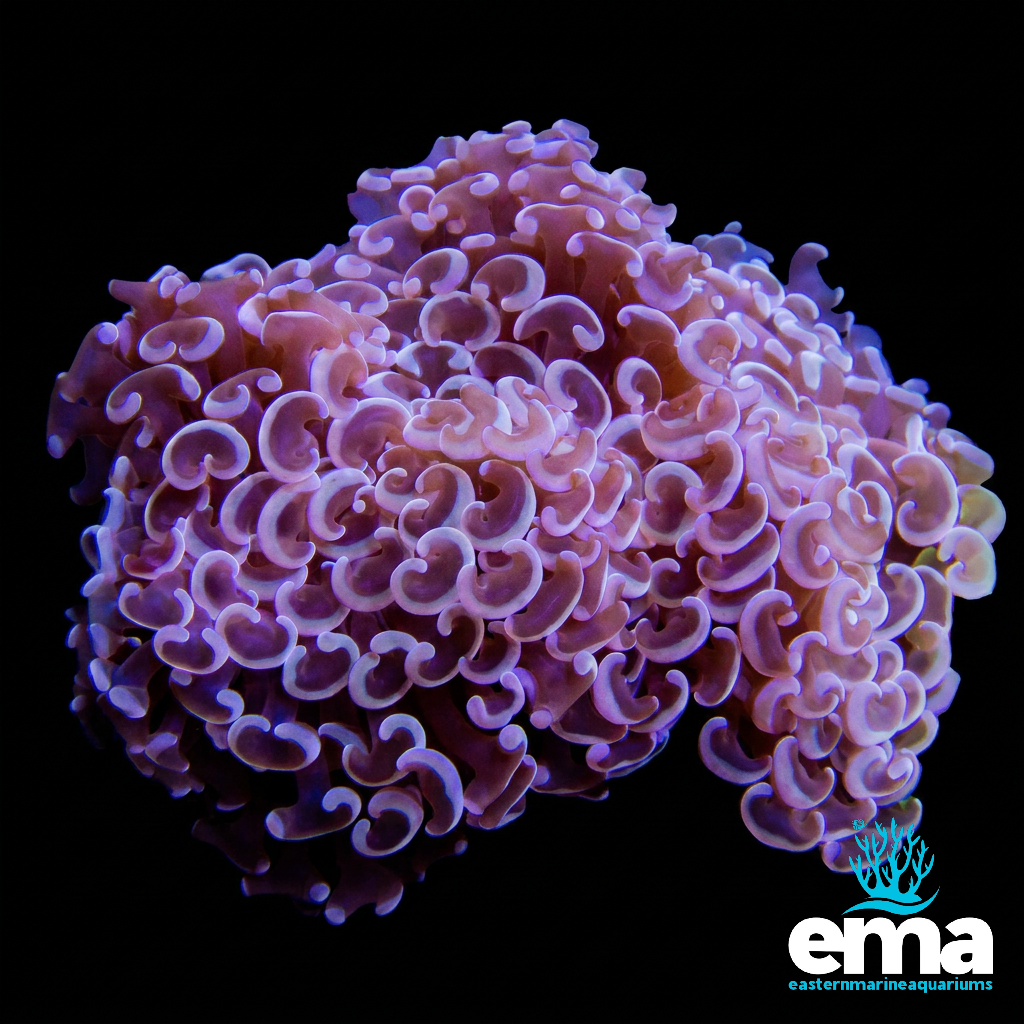 Metallic Purple Hammer Coral